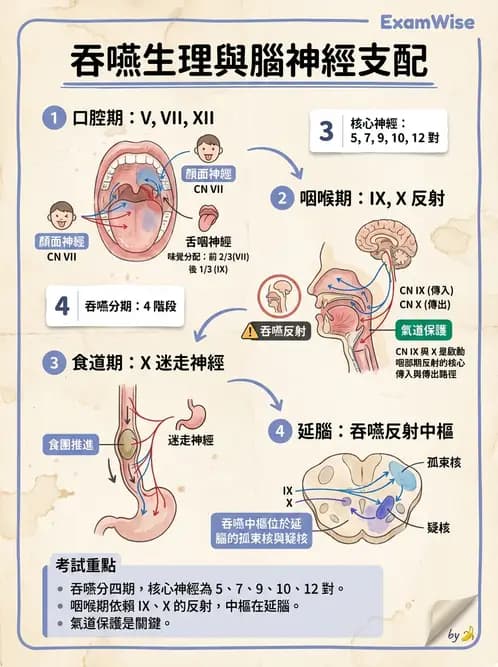 護理師 - 腦中風與腦血管疾病 - AI 圖文解析預覽