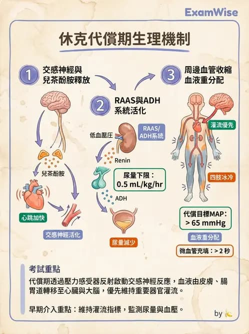 護理師 - 休克與敗血症護理 - AI 圖文解析預覽