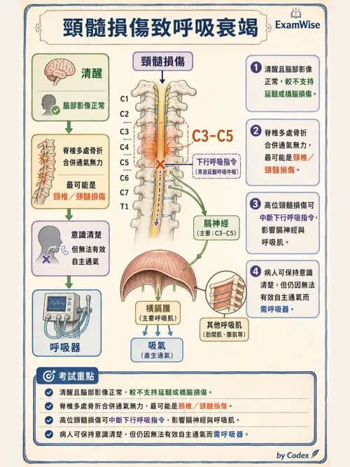 呼吸治療師 - 術後與其他呼吸重症 - AI 圖文解析預覽