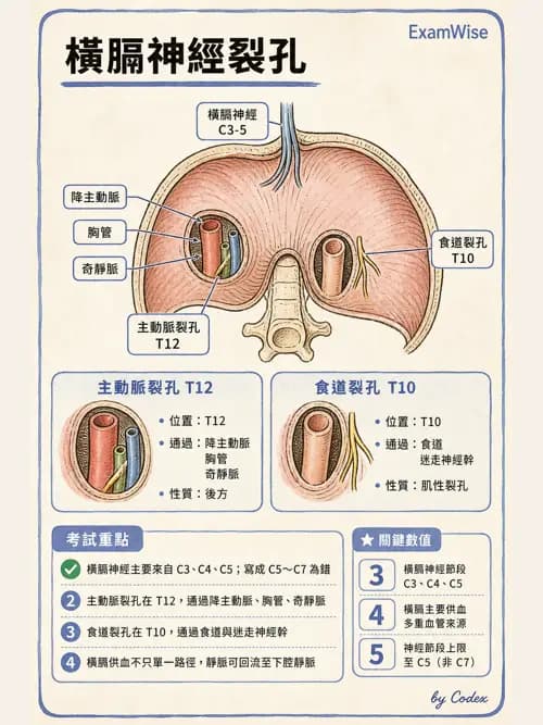 呼吸治療師 - 術後與其他呼吸重症 - AI 圖文解析預覽