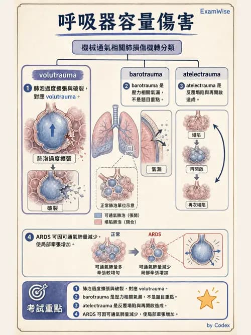 呼吸治療師 - 呼吸器併發症與感染 - AI 圖文解析預覽