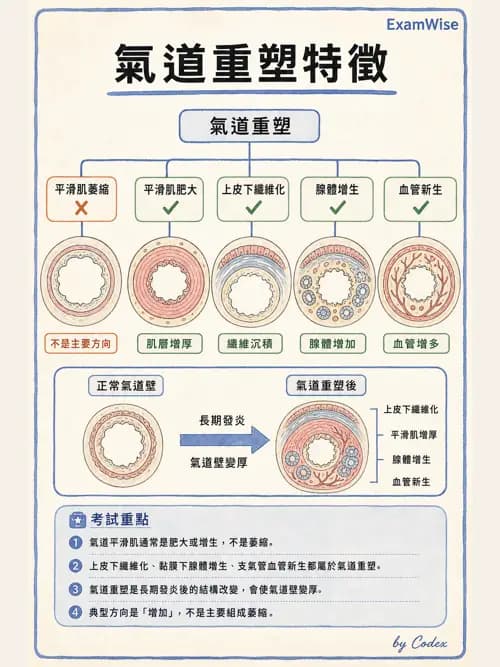 呼吸治療師 - 慢性氣道疾病 - AI 圖文解析預覽