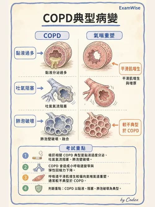 呼吸治療師 - 慢性氣道疾病 - AI 圖文解析預覽