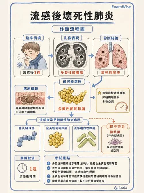 呼吸治療師 - 感染性肺疾 - AI 圖文解析預覽