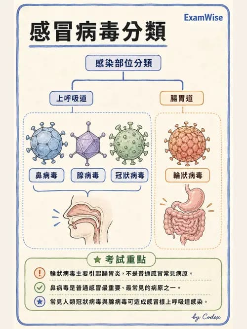呼吸治療師 - 感染性肺疾 - AI 圖文解析預覽
