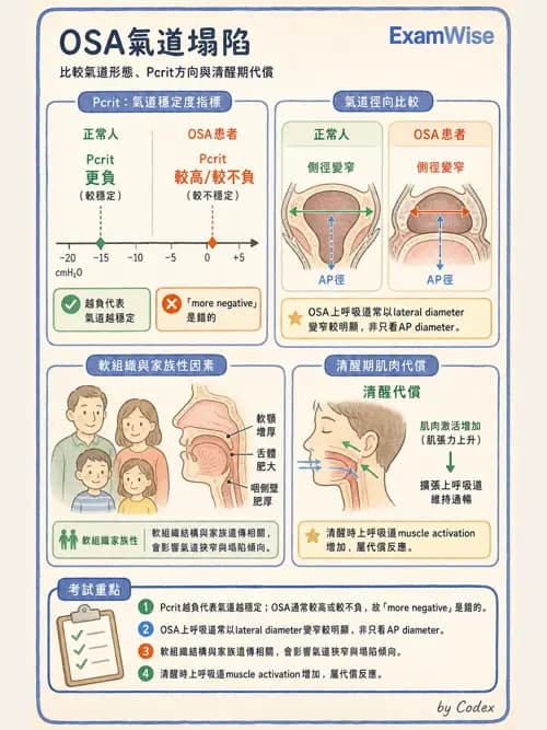 呼吸治療師 - 睡眠相關呼吸障礙 - AI 圖文解析預覽