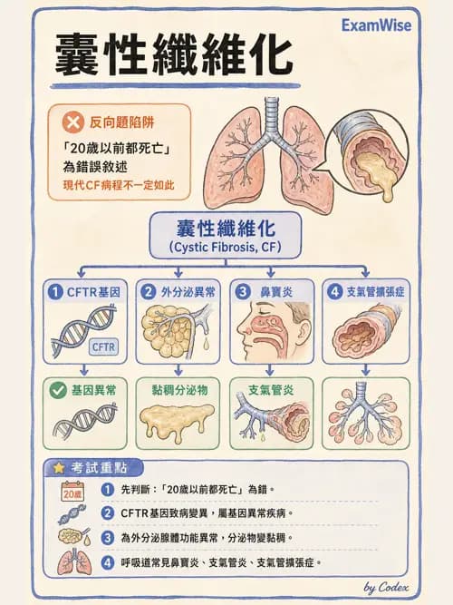 呼吸治療師 - 兒童呼吸系統疾病 - AI 圖文解析預覽