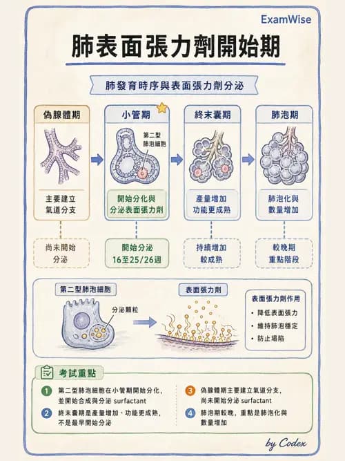 呼吸治療師 - 呼吸系統構造與發展 - AI 圖文解析預覽