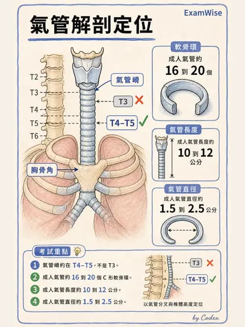 呼吸治療師 - 呼吸系統構造與發展 - AI 圖文解析預覽