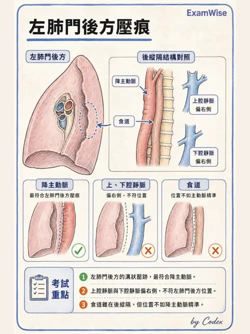 呼吸治療師 - 胸廓、肋膜與呼吸肌肉 - AI 圖文解析預覽