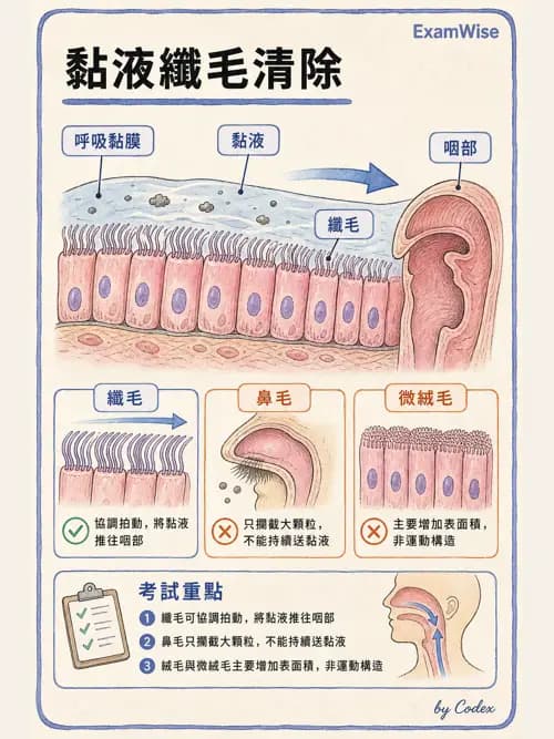 呼吸治療師 - 呼吸系統構造與發展 - AI 圖文解析預覽