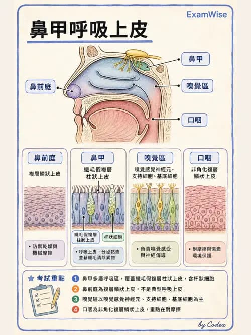 呼吸治療師 - 呼吸系統構造與發展 - AI 圖文解析預覽