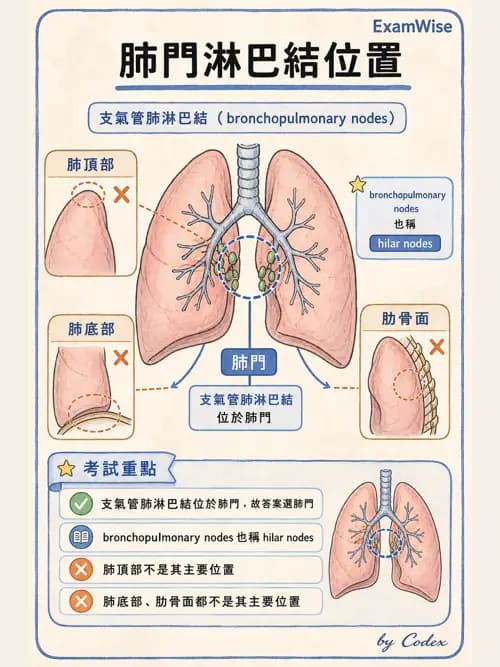呼吸治療師 - 呼吸系統構造與發展 - AI 圖文解析預覽