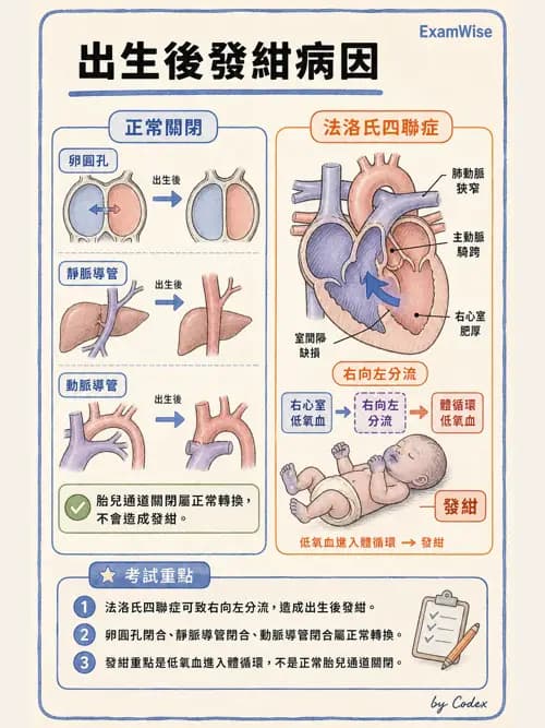 呼吸治療師 - 心臟與循環解剖 - AI 圖文解析預覽