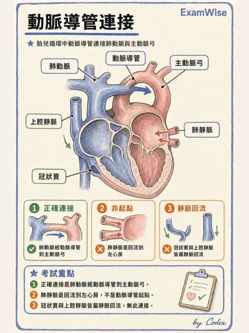 呼吸治療師 - 心臟與循環解剖 - AI 圖文解析預覽