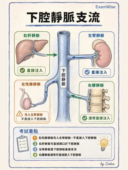 呼吸治療師 - 心臟與循環解剖 - AI 圖文解析預覽