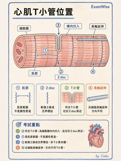 呼吸治療師 - 心臟與循環解剖 - AI 圖文解析預覽