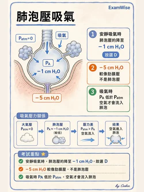 呼吸治療師 - 通氣、呼吸力學與控制 - AI 圖文解析預覽