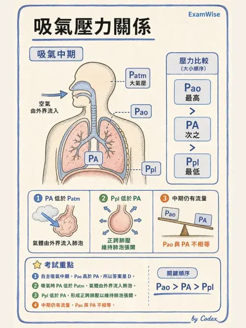 呼吸治療師 - 通氣、呼吸力學與控制 - AI 圖文解析預覽