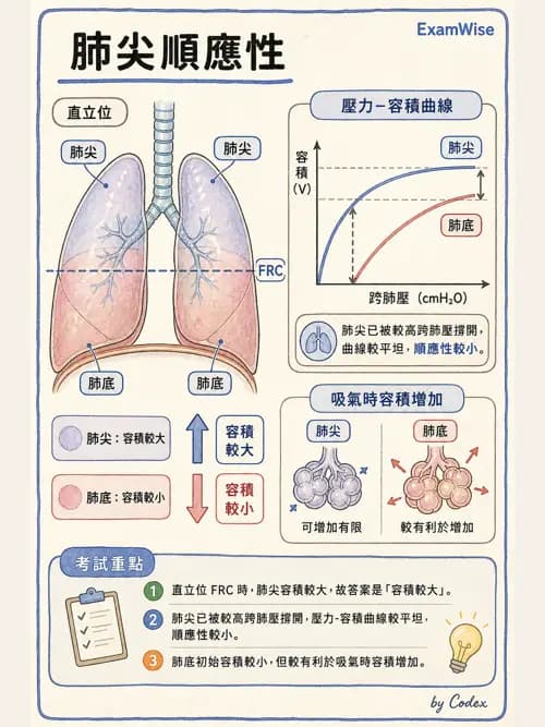 呼吸治療師 - 通氣、呼吸力學與控制 - AI 圖文解析預覽
