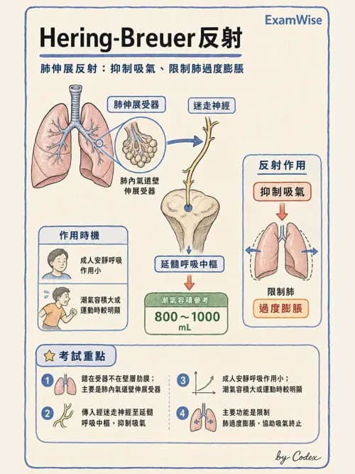 呼吸治療師 - 通氣、呼吸力學與控制 - AI 圖文解析預覽