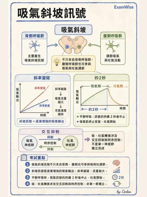 呼吸治療師 - 通氣、呼吸力學與控制 - AI 圖文解析預覽