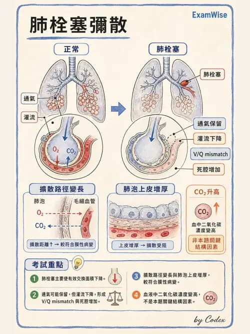 呼吸治療師 - 氣體擴散、交換與肺部代謝 - AI 圖文解析預覽