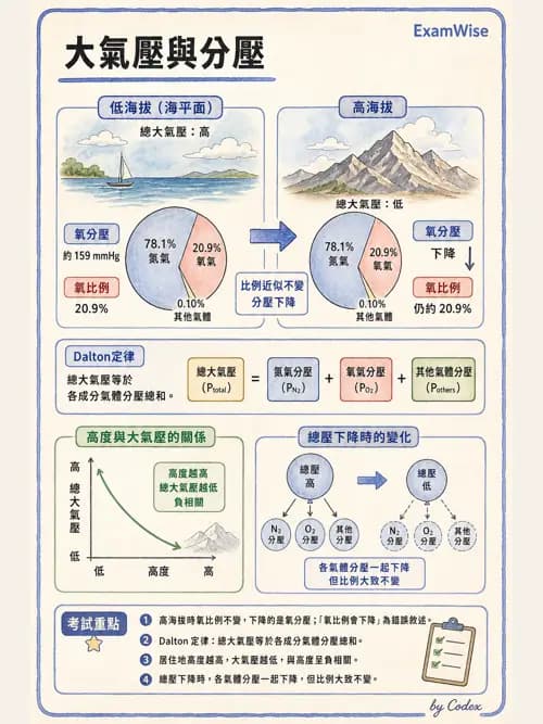 呼吸治療師 - 氣體擴散、交換與肺部代謝 - AI 圖文解析預覽