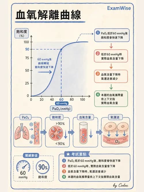 呼吸治療師 - 氣體擴散、交換與肺部代謝 - AI 圖文解析預覽