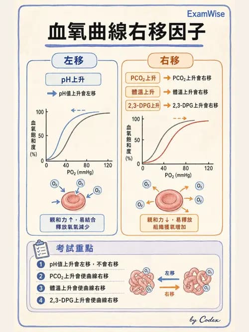 呼吸治療師 - 氣體擴散、交換與肺部代謝 - AI 圖文解析預覽