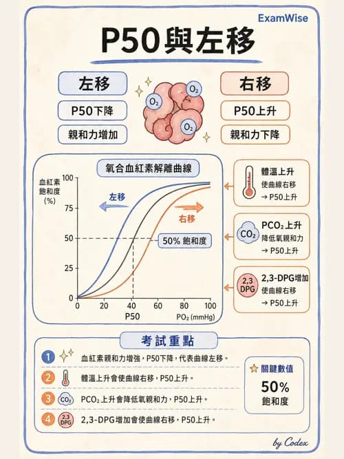 呼吸治療師 - 氣體擴散、交換與肺部代謝 - AI 圖文解析預覽