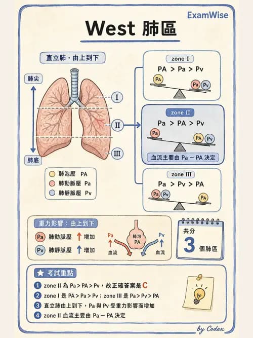 呼吸治療師 - 氣體擴散、交換與肺部代謝 - AI 圖文解析預覽