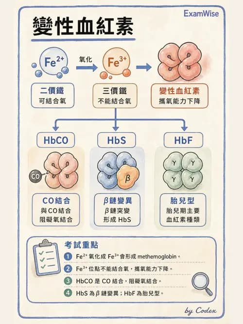 呼吸治療師 - 氣體擴散、交換與肺部代謝 - AI 圖文解析預覽