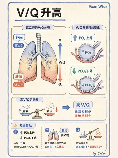 呼吸治療師 - 氣體擴散、交換與肺部代謝 - AI 圖文解析預覽