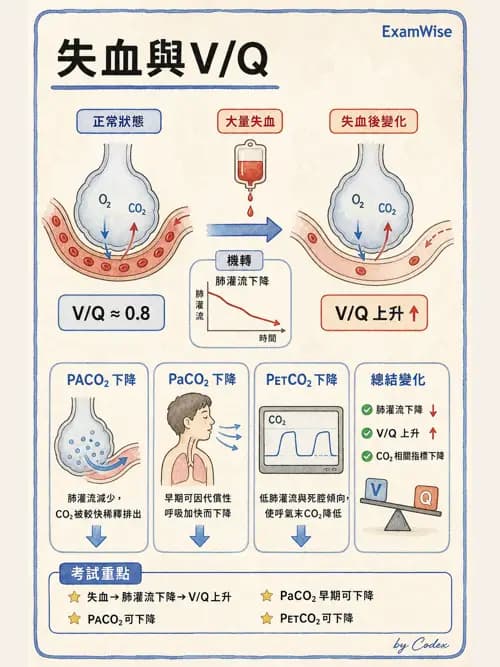 呼吸治療師 - 氣體擴散、交換與肺部代謝 - AI 圖文解析預覽