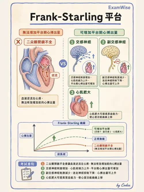 呼吸治療師 - 心臟生理與血液動力學 - AI 圖文解析預覽