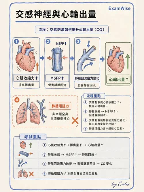 呼吸治療師 - 心臟生理與血液動力學 - AI 圖文解析預覽