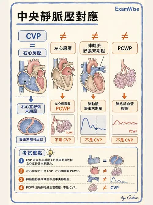 呼吸治療師 - 心臟生理與血液動力學 - AI 圖文解析預覽