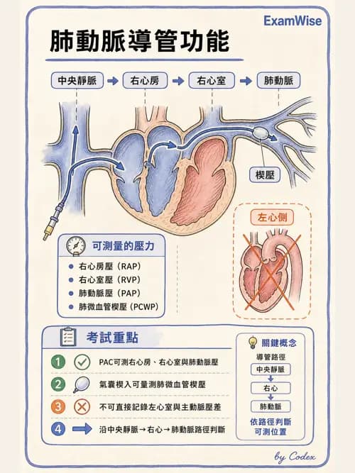 呼吸治療師 - 心臟生理與血液動力學 - AI 圖文解析預覽