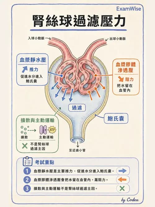 呼吸治療師 - 酸鹼平衡與腎臟生理 - AI 圖文解析預覽