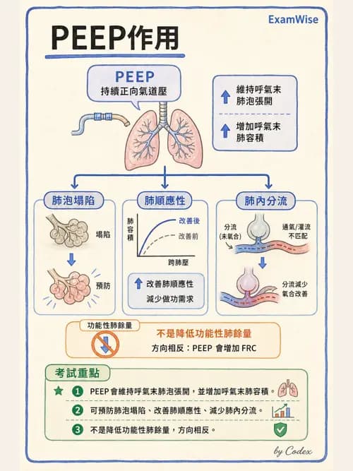 呼吸治療師 - 通氣、呼吸力學與控制 - AI 圖文解析預覽