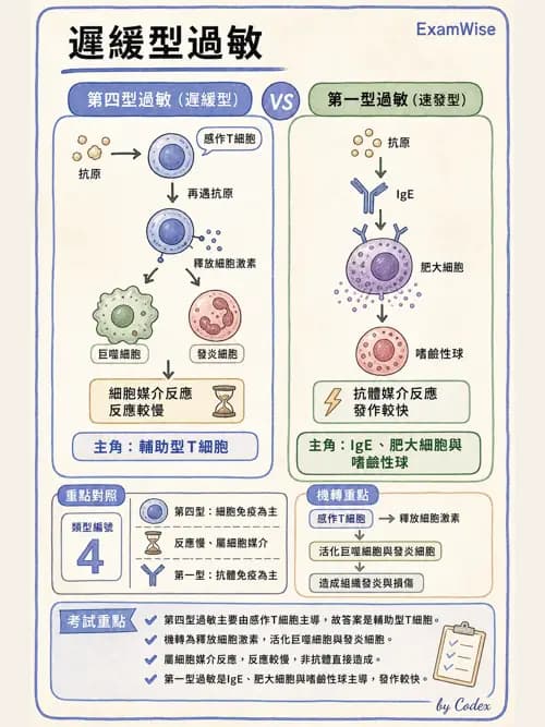 呼吸治療師 - 呼吸系統構造與發展 - AI 圖文解析預覽