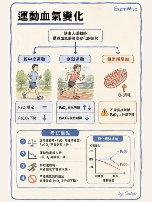 呼吸治療師 - 運動與環境生理 - AI 圖文解析預覽