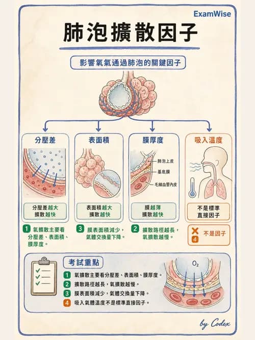 呼吸治療師 - 氣體擴散、交換與肺部代謝 - AI 圖文解析預覽