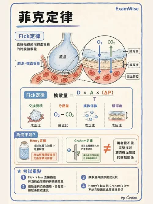 呼吸治療師 - 氣體擴散、交換與肺部代謝 - AI 圖文解析預覽