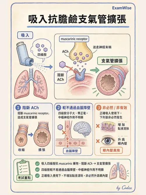 呼吸治療師 - 呼吸系統藥物 - AI 圖文解析預覽