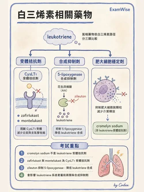 呼吸治療師 - 呼吸系統藥物 - AI 圖文解析預覽