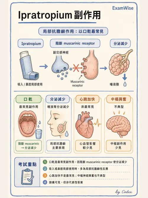 呼吸治療師 - 呼吸系統藥物 - AI 圖文解析預覽