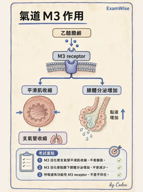 呼吸治療師 - 呼吸系統藥物 - AI 圖文解析預覽