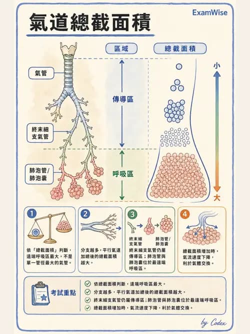 呼吸治療師 - 呼吸治療臨床作業與身體評估 - AI 圖文解析預覽